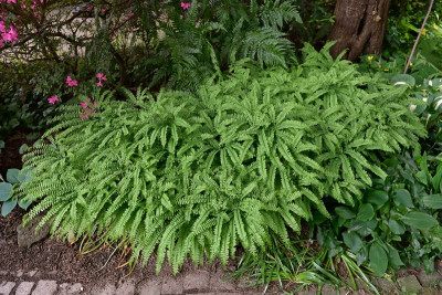 Adiantum-pedatum-Mai1825_015.jpg