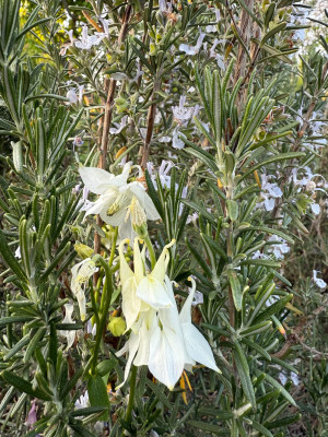 IMG_9996.jpeg
