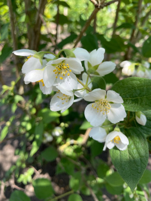 Philadelphus Unbekannt Mai 2025.jpg