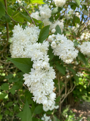 Deutzia magnifica Nancy Mai 2025.jpg