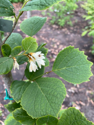 Styrax shiraianus Mai 2025.jpg
