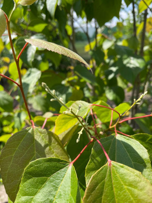 Poliothyrsis sinensis Knospen Mai 2025.jpg