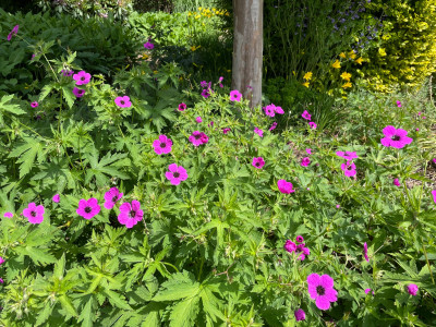 Geranium psilostemon Mai 2025.jpg