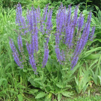 Salvia_nemorosa_5.jpg