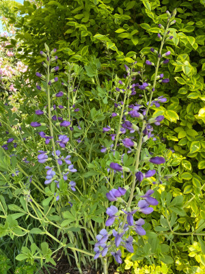 Baptisia australis Minor Mai 2025.jpg