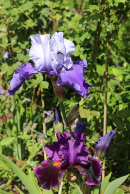 Iris Cee Cee un dunkellila Bart orange Ost5.JPG