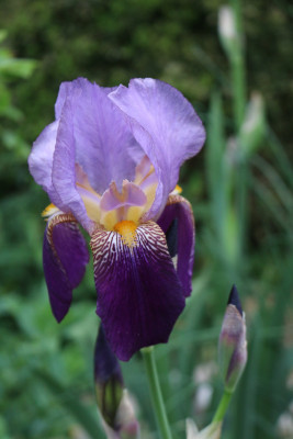 Iris Lent A-Typ Steingarten.JPG