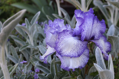 Iris lilaweiss Vorgarten2.JPG