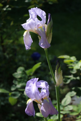 Iris pallida Odin.JPG