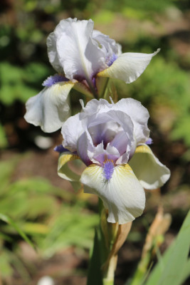 Iris Tumwater3.JPG