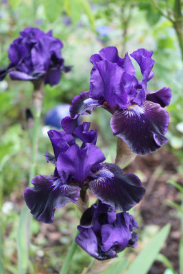 Iris Star in the Night2.JPG