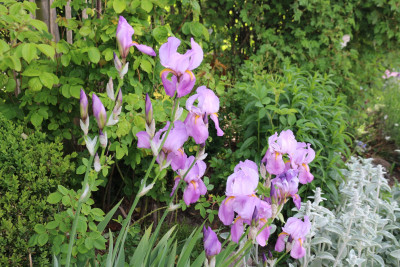 Iris lavendelrosa Vorgarten7.JPG