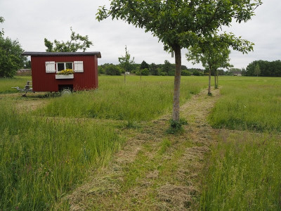 Obstwiese 19.5.25 ue.JPG