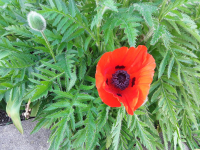 Türkenmohn