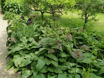 Allium Phlomis.jpeg