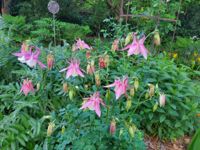 Aquilegia Barbie.jpg