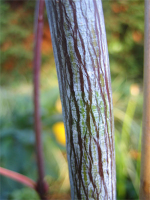 acer_conspicuum_Silver_Vein.jpg