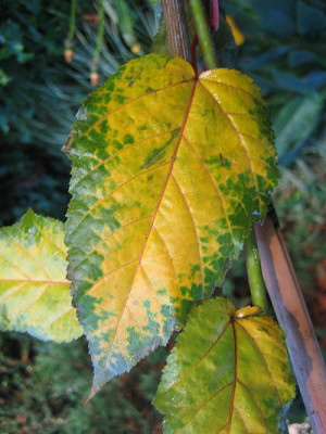 acer_con_Silver_Vein_blatt.jpg