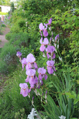 Iris lavendelrosa Vorgarten3.JPG