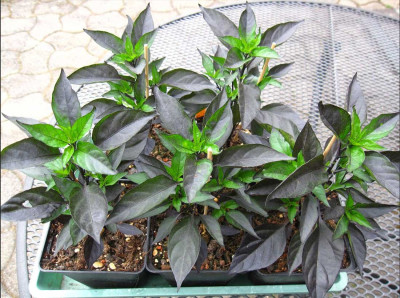 Chilli-Royal-Black.jpg