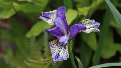 IMG_6535 TIPPED IN BLUE.JPG