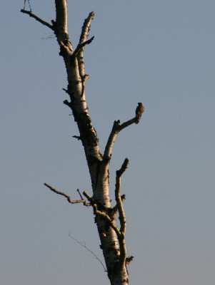 Turmfalke-Dez-2.jpg