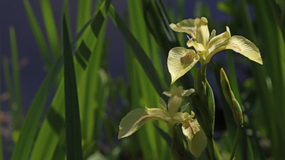 IMG_6739 BASTARDII.jpg