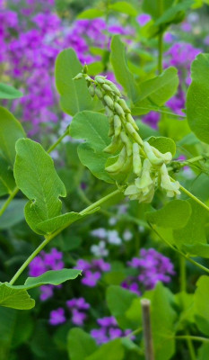 20250520_211920 Vicia pisiformis.jpg