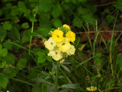 糖芥属，未定种 (9).JPG