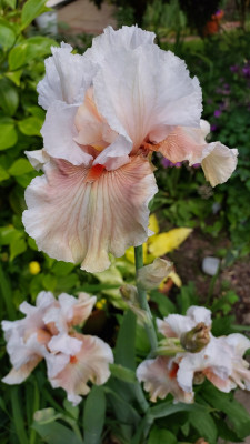 Close up