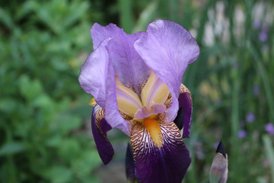 Iris Lent A-Typ Steingarten3.JPG