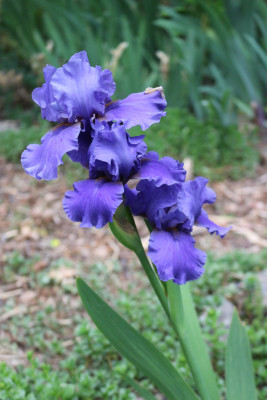 Iris blau Ostzaun14.JPG