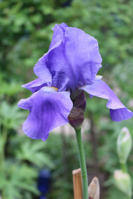 Iris blau hoch Terrasse.JPG