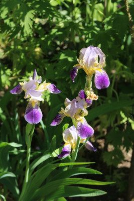 Iris sambucina2.JPG