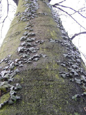 Baum_Efeu.jpg