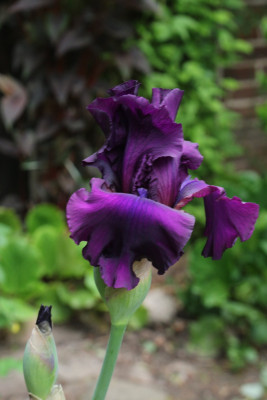 Iris Sultry Mood3.JPG