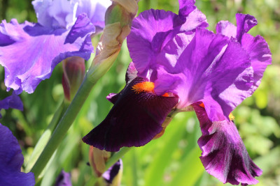 Iris dunkellila Bart orange u Cee Cee9.JPG