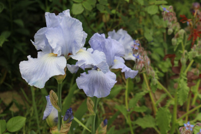 Iris hellblau rotesBeet8.JPG