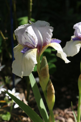 Iris Tumwater21.JPG