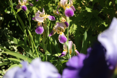 Iris sambucina7.JPG