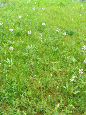 Wiese in Neuperlach/München