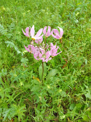 Dodecatheon