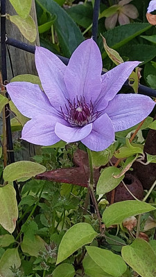 Clematis