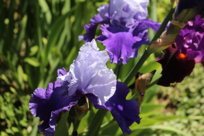 Iris Cee Cee u dunkellila Bart orange8.JPG