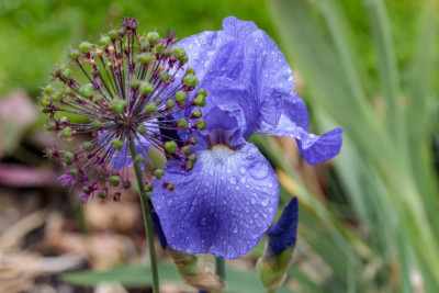 NN Blau # BH T0.jpg