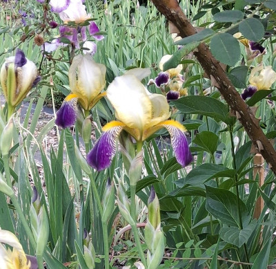 Irisfools Burgeniris