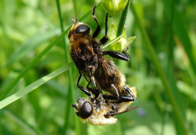 Wildbienenbegattensich Merodon equestris Grosse Narzissenfliege.JPG