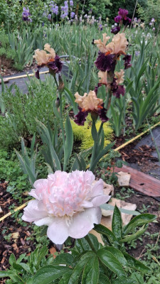 Paeonia_Wiese_20250521_154638.jpg