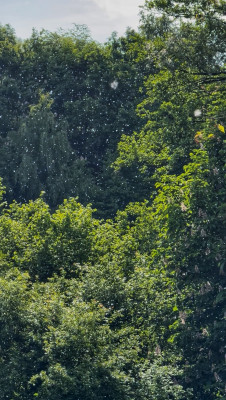 weiße Samenstände der Salix fliegen durch die Luft, besonders gut hinter dunklem Hintergrund erkennbar