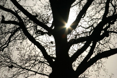 Baum-Dez-2.jpg